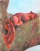 Red Squirrel